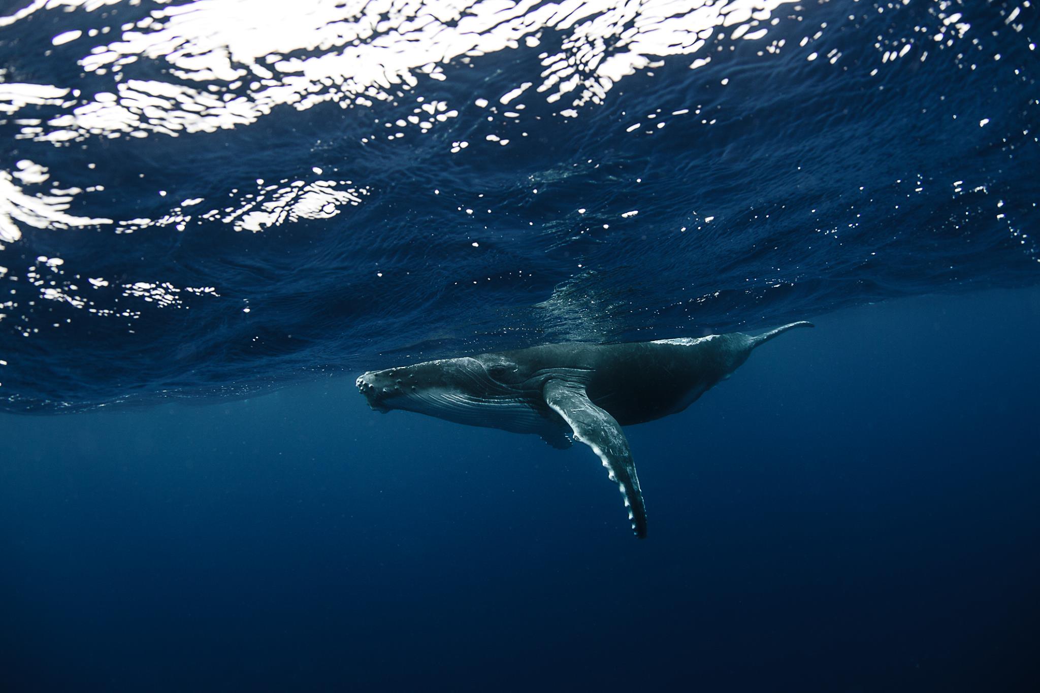 WhaleSwim_Tonga_6040
